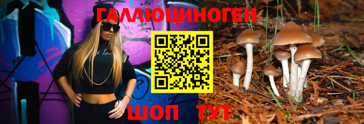 Избербаш  Галлюциногенные грибы Psilocybine cubensis  Вход с VPN 